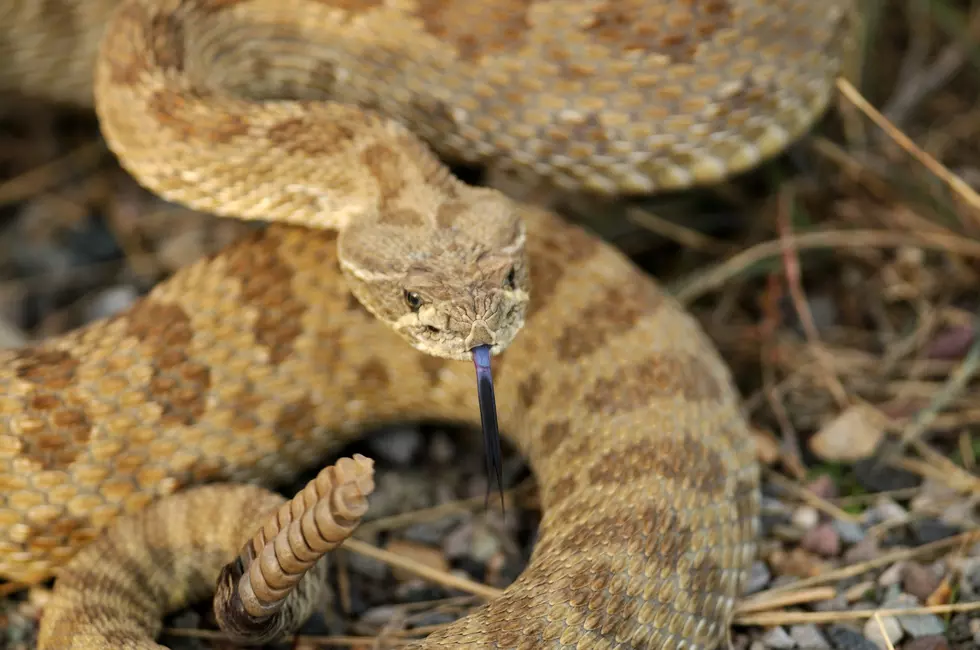 Prairie RattleSnake