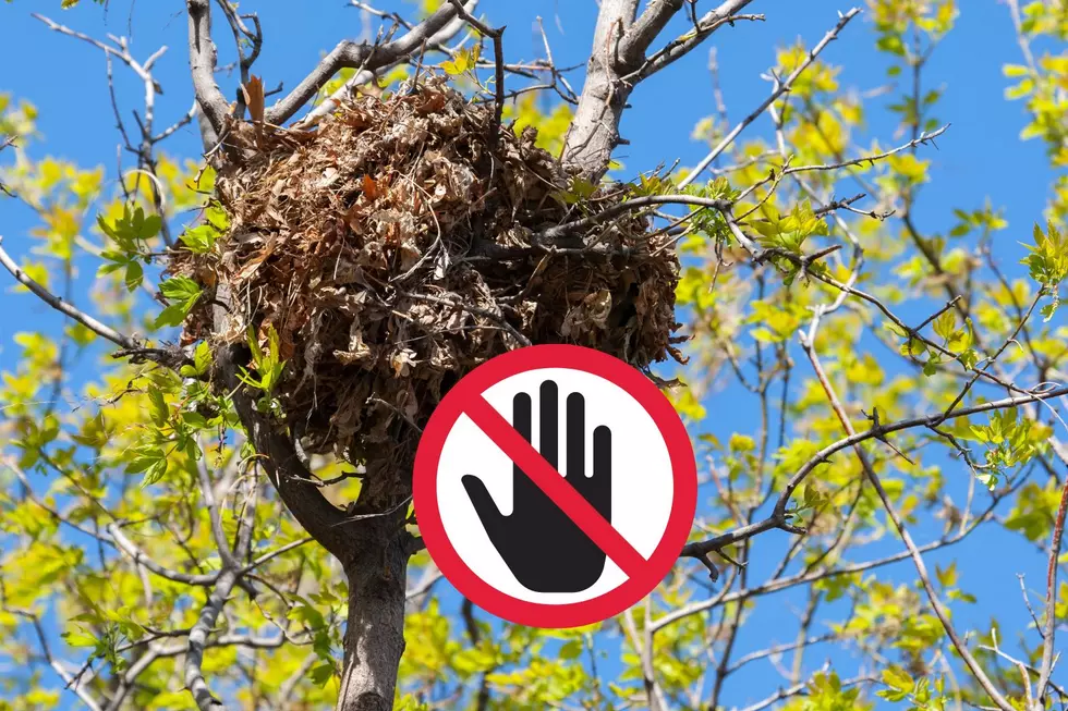 Leave That Ball of Leaves In Your South Carolina Tree