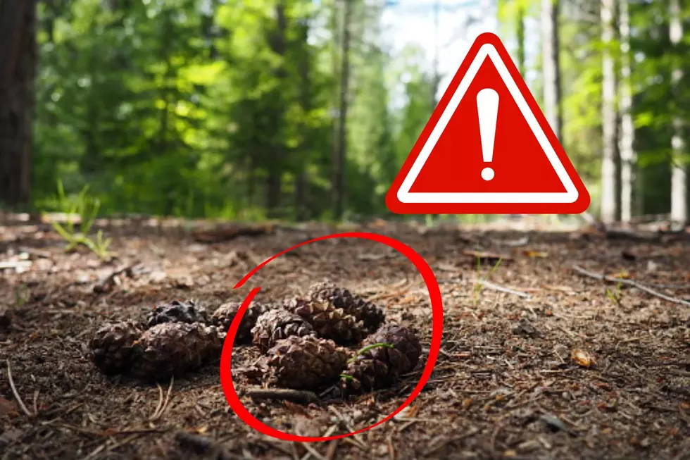 Illinois If You See a Closed Pinecone, Get Inside Immediately